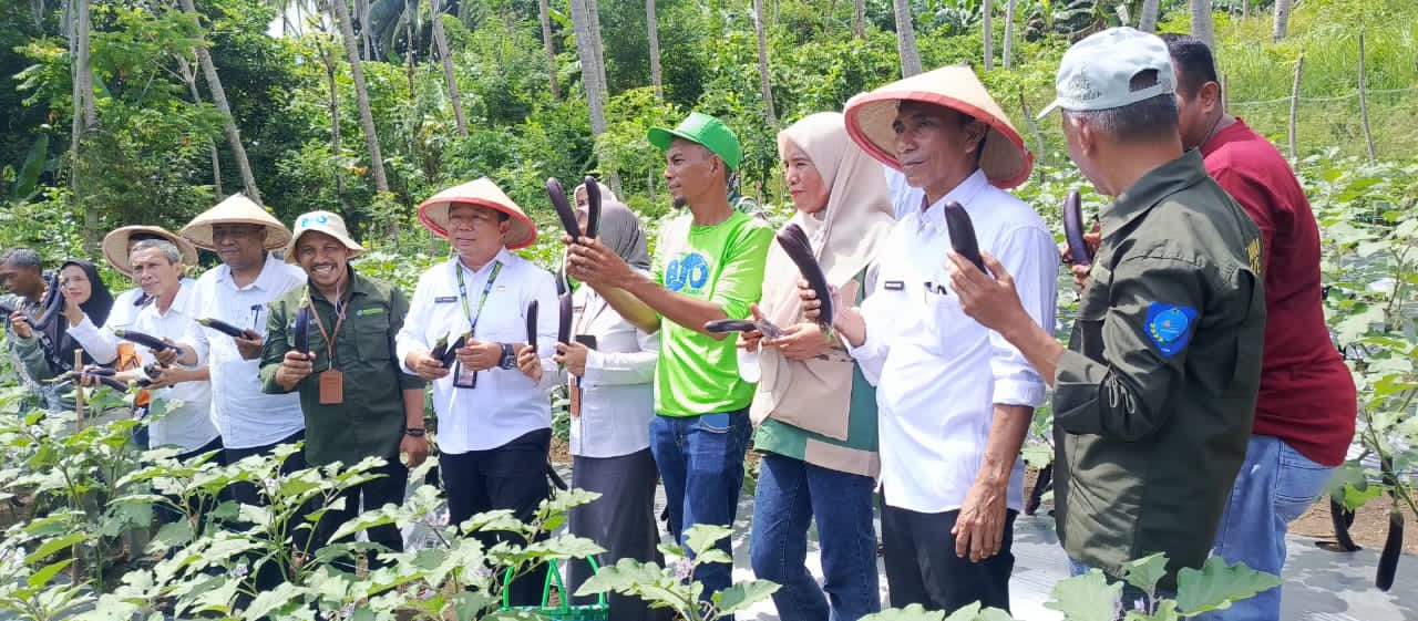 PANEN PERDANA TERONG MENGGUNAKAN PUPUK BIO KONVERSI BERSAMA SEKERTARIS DAERAH KOTA TERNATE